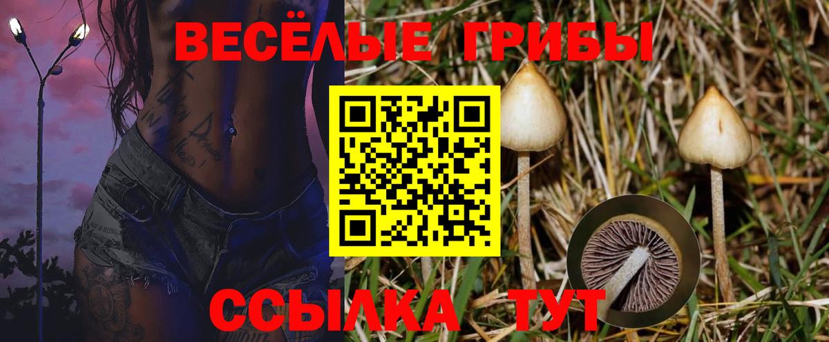 Псилоцибиновые грибы мицелий Новочебоксарск
